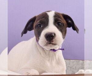 American Bulldog-Unknown Mix Dogs for adoption in Sheridan, CO, USA