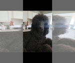 Small Photo #1 Poodle (Standard) Puppy For Sale in MILWAUKEE, WI, USA