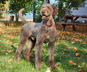 Father of the Poodle (Standard) puppies born on 04/06/2026