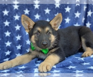 German Shepherd Dog Puppy for sale in LANCASTER, PA, USA