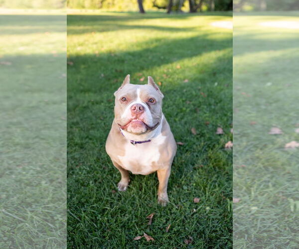 Medium Photo #23 American Pit Bull Terrier-Unknown Mix Puppy For Sale in Crete, IL, USA