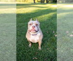 Small #22 American Pit Bull Terrier Mix