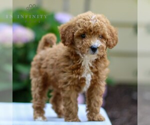 Goldendoodle (Miniature) Puppy for Sale in NARVON, Pennsylvania USA