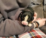 Small #17 Bernese Mountain Dog