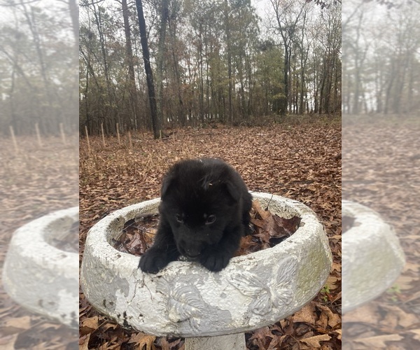 Medium Photo #1 German Shepherd Dog Puppy For Sale in WAGENER, SC, USA