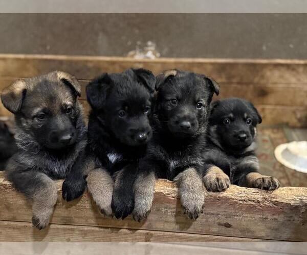 Medium Photo #1 German Shepherd Dog Puppy For Sale in KATY, TX, USA