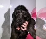Small Photo #8 Sheepadoodle Puppy For Sale in BUXTON, ND, USA