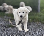 Small #5 Great Pyrenees