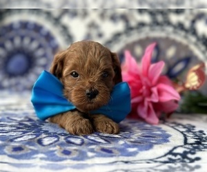 Cavapoo Puppy for sale in LANCASTER, PA, USA