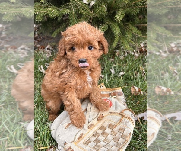 Medium Photo #3 Cavapoo Puppy For Sale in MIDDLEBURY, IN, USA