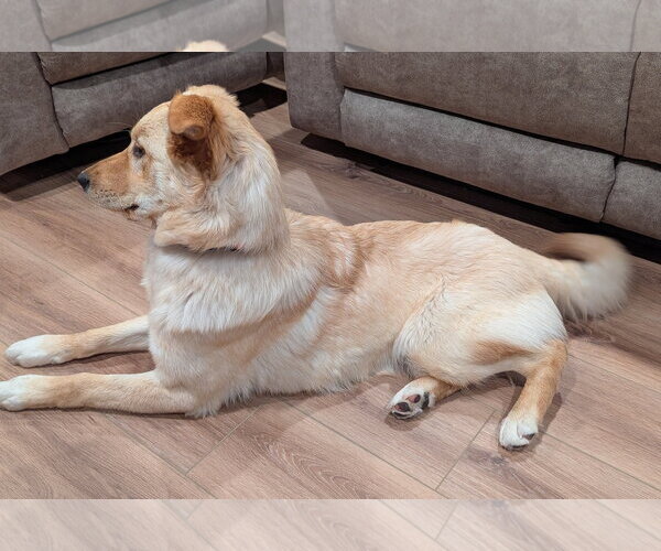 Medium Photo #2 Retriever -Unknown Mix Puppy For Sale in Bellevue, WA, USA
