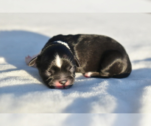 Medium Photo #3 Shih Tzu Puppy For Sale in PALM COAST, FL, USA