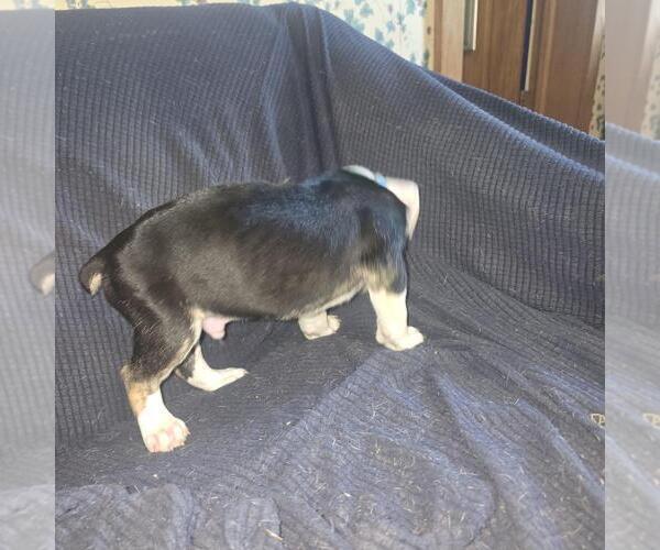 Medium Photo #11 Olde English Bulldogge Puppy For Sale in HAMLER, OH, USA