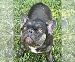 French Bulldog Puppy for sale in LAS VEGAS, NV, USA
