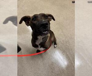 American Pit Bull Terrier-Labrador Retriever Mix Dogs for adoption in Riverside, CA, USA
