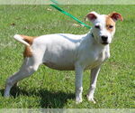 Small #1 Mutt