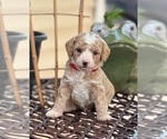 Image preview for Ad Listing. Nickname: ADORABLE DADDY