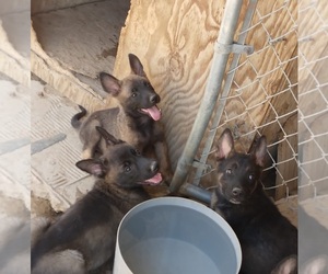 Belgian Malinois Puppy for sale in LAKE LOS ANGELES, CA, USA