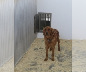 Mother of the Golden Retriever puppies born on 08/19/2025