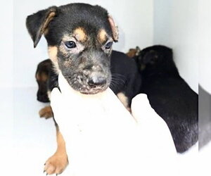 German Shepherd Dog-Unknown Mix Dogs for adoption in Houston, TX, USA