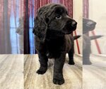 Small Photo #6 Labradoodle Puppy For Sale in Lake Elsinore, CA, USA