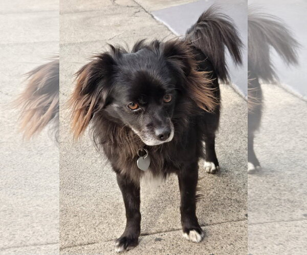 Medium Photo #6 Pomeranian-Unknown Mix Puppy For Sale in Los Angeles, CA, USA