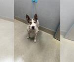 Small Bull Terrier Mix