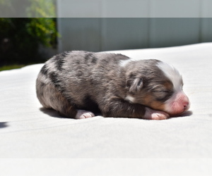 Miniature Australian Shepherd Puppy for sale in PALM COAST, FL, USA