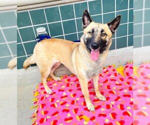 German Shepherd Dog-Unknown Mix Dogs for adoption in Rancho Cucamonga, CA, USA