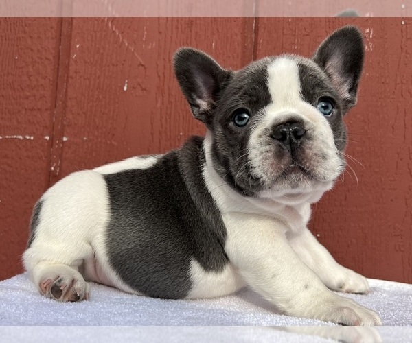 Medium Photo #17 French Bulldog Puppy For Sale in SAINT CLAIR, MI, USA