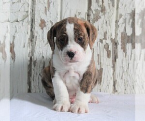 Beabull Puppy for sale in FREDERICKSBURG, OH, USA