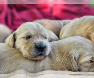 Golden Retriever Puppy for Sale in PRINCEVILLE, Illinois USA