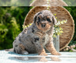 Small #1 Miniature Bernedoodle