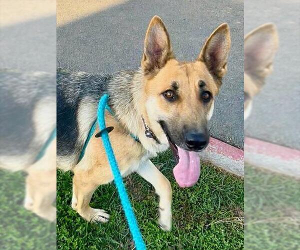Medium Photo #1 German Shepherd Dog Puppy For Sale in Sacramento, CA, USA