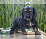 Puppy Blakelyn Cocker Spaniel