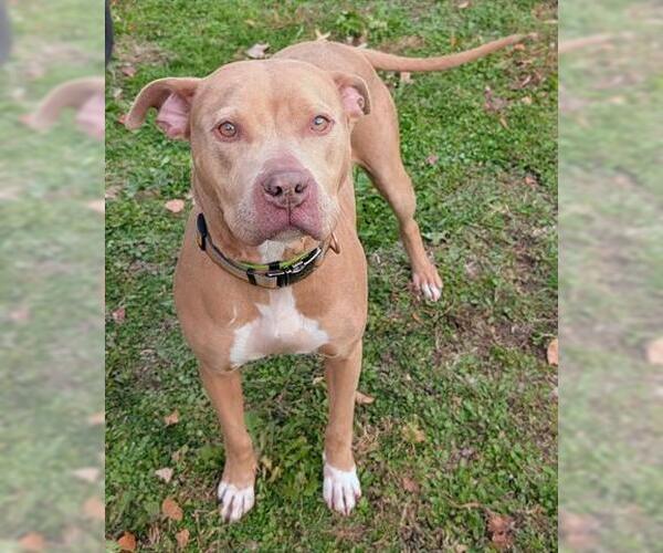 Medium Photo #1 Mutt Puppy For Sale in Akron, OH, USA