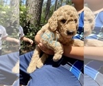 Small Photo #3 Labradoodle Puppy For Sale in MAGNOLIA, TX, USA