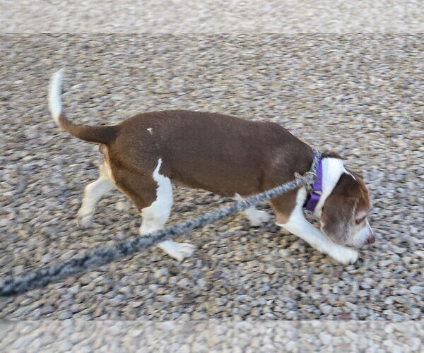 Medium Photo #1 Beagle Puppy For Sale in Tucson, AZ, USA