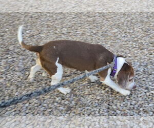Beagle Dogs for adoption in Tucson, AZ, USA