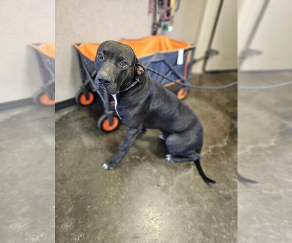 Medium Photo #4 Labrador Retriever-Unknown Mix Puppy For Sale in Rockwall, TX, USA