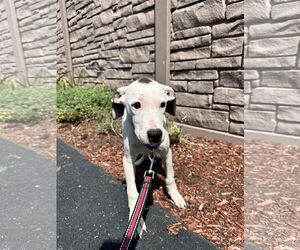 Mutt Dogs for adoption in Sterling, MA, USA