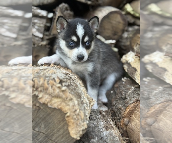 Medium Photo #9 Alaskan Klee Kai-Pomsky Mix Puppy For Sale in STAPLES, MN, USA