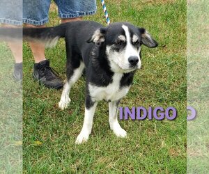 Indigo - Female Siberian Husky-Unknown Mix Dog for Adoption - Photo #2