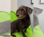 Small #1 Dachshund Mix