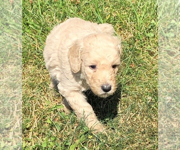 Medium Photo #9 Poodle (Standard) Puppy For Sale in WAYLAND, IA, USA