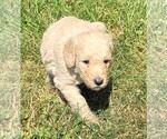 Small Photo #9 Poodle (Standard) Puppy For Sale in WAYLAND, IA, USA