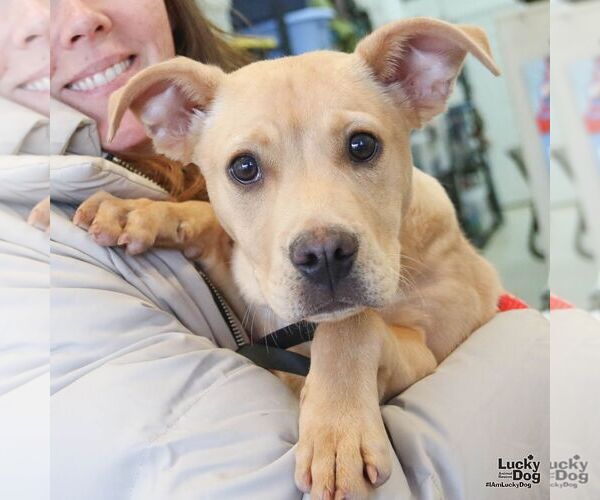 Medium Photo #4 Labrador Retriever-Unknown Mix Puppy For Sale in Washington, DC, USA