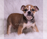 Small #4 Bulldog