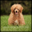 Small Photo #44 Poodle (Miniature) Puppy For Sale in COPPOCK, IA, USA