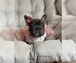 Small #7 French Bulldog